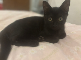 All black boy kitten
