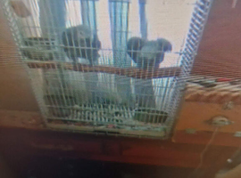 Genuine breeding pair African greys