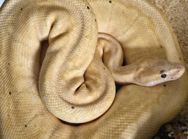 Collection of adult royal pythons