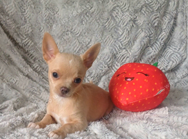 Beautiful little boy