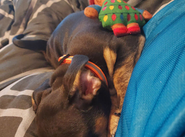 French weiner