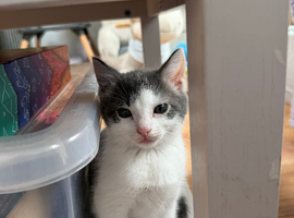 Kitten for sale