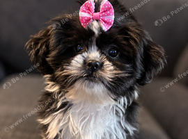 Shihtzu x Pomeranian