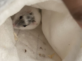 Russian dwarf hamster
