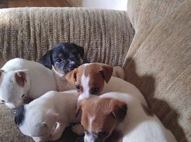 Jack russell puppy's for sale