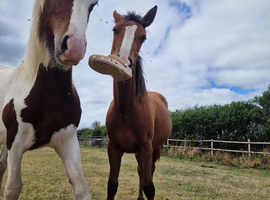 Stunning Connie x TB filly