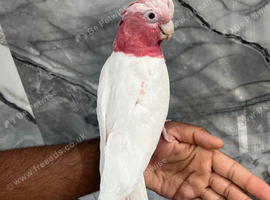 Friendly Baby Handreared Super Tame Cuddly Lutino Galah Cockatoo Parrot,13