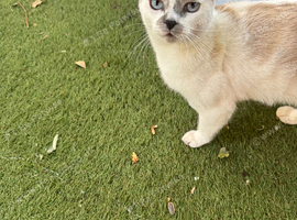 Lovely female cat 2 years old