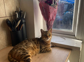 Beautiful Bengal Cat for Sale