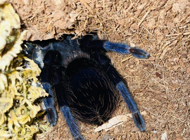 blue Brazilian,Pterinopelma sazimai
