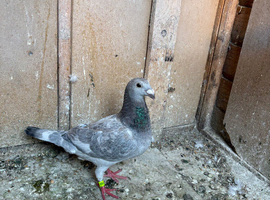 Selling 2 pigeons