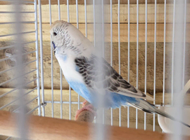 Female budgie for sale