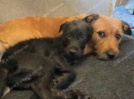 Potterdale puppies