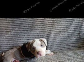 Two American bulldog puppies