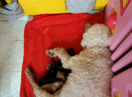 Beautiful Toy poodle puppies.