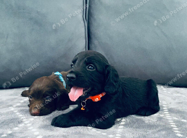 Pepper&rsquo;s beautiful pups