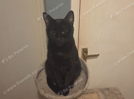 Female needing new home