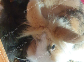 3 Dutch/ lion heads girl rabbits
