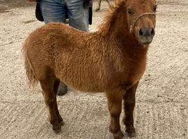 SPSBS Registered filly