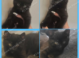 2 adorable boy kittens available
