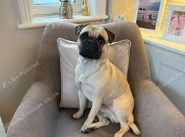 3 year old frug looking for new home
