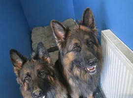 German shepherd pair