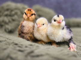 Barbu D'uccle Chicks