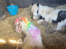 Beautiful Piebald Yearling Colt | Future Family Pony