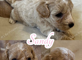 F1 Maltipoo Pups