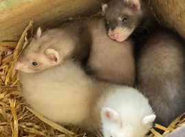 Ferrets kits due
