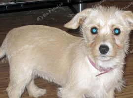 Jack russel