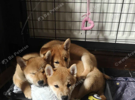 *3 LEFT* All Gorgeous kC Shiba Girls!