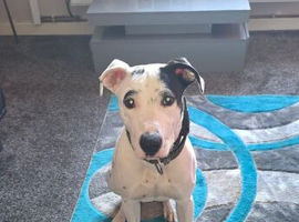 Greyhound bull for rehoming