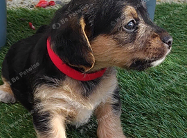 Jackapoo puppies