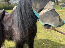 For sale 13 hh cob gelding