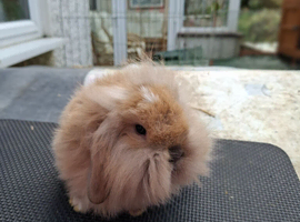 Beautiful Mini Lops