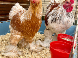 Splash Partridge Brahma Bantam Pair