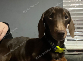 Gorgeous 3 year old male