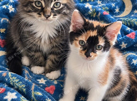 Kitten ready now