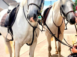 Smart 15.1h Registered Connemara Mare***