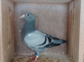 SSTC-2026 Racing pigeons for sale - squeakers
