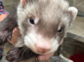Polecat Kit Hobs 8 weeks old