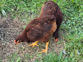 Rhode island red cockrels