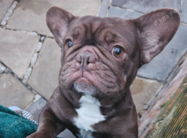 Pink/fluffy carrier French Bulldog