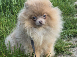 Lilac pomeranian puppy female