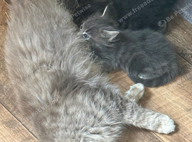 Stunning Maine coone /mixed
