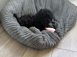 Black Shihpoo pup bitch