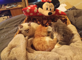 Our beautiful ragdoll kittens rare sepia and colourpoints. We donate all fees and only A star homes 3 left Ready now