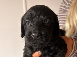 Stunning F1 Cockapoo Puppies