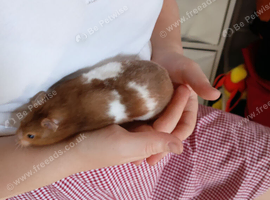 Hamster